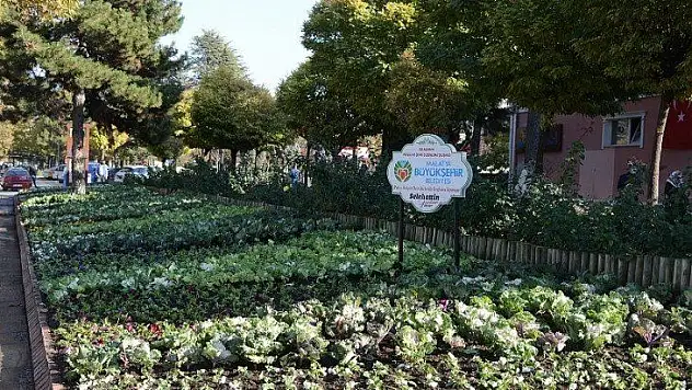 Mevsimlik çiçek ve süs bitkileri Parklardaki yeşil alanlara dikilmeye başlandı