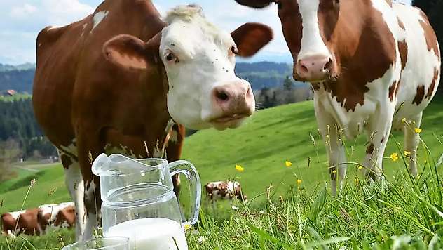 Nisan'da 994 bin ton inek sütü toplandı