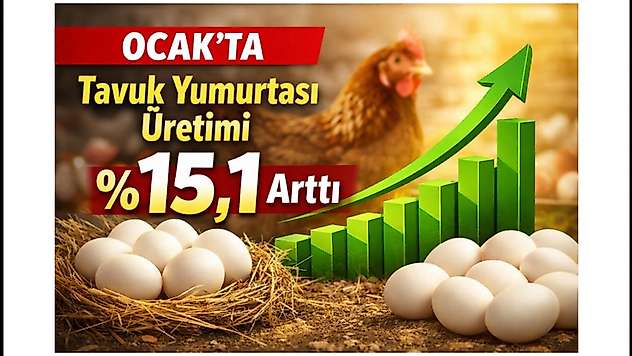 Ocak'ta Tavuk Yumurtası Üretimi %15,1 Arttı