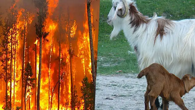 Orman yangınlarının önüne geçmede binlerce yıllık doğal yöntem: Keçiler