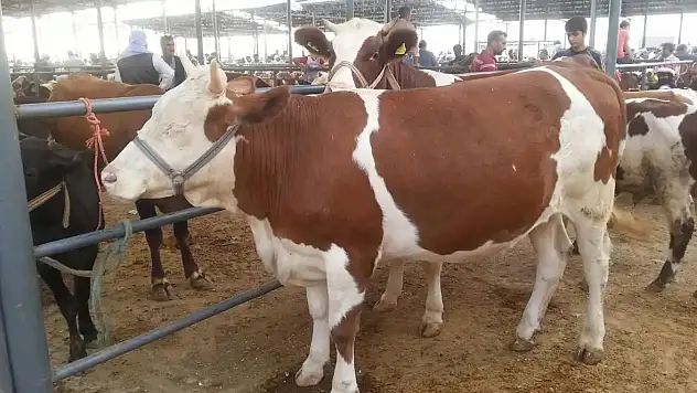 Ortak kesilen kurbanlarda niyet birliği şart mıdır?