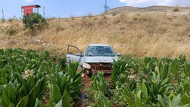 Otomobil tütün tarlasına devrildi: 3 yaralı