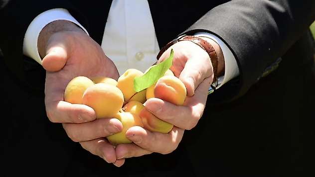 Pütürge'de Sezonun İlk Yaş Kayısı Hasadı Başladı