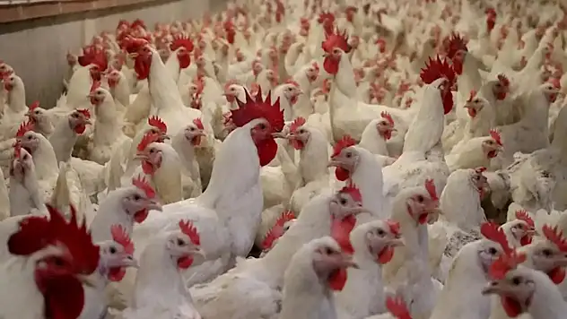 Ramazan Öncesi Tavuk İhracatına Fren