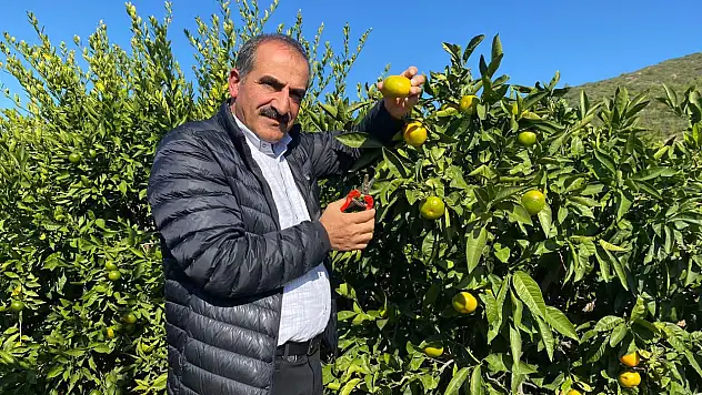 Satsuma mandalinada ihracat hedefi 250 milyon dolar
