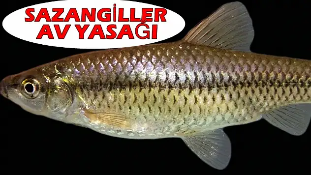 Sazangiller Av Yasağı Hakkında Önemli Bilgilendirme