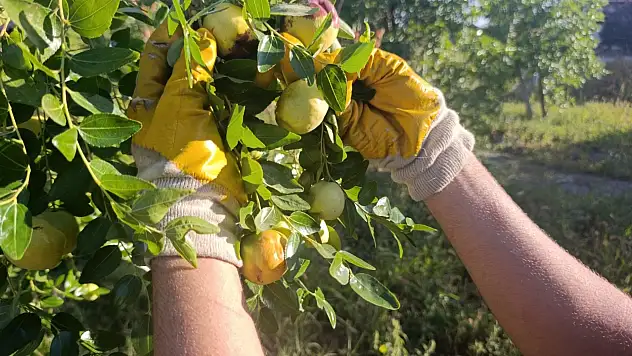 Şeker Hastalığı İçin Dikilen Tek Ağaç, 8 Dönümlük Hünnap Bahçesine Dönüştü