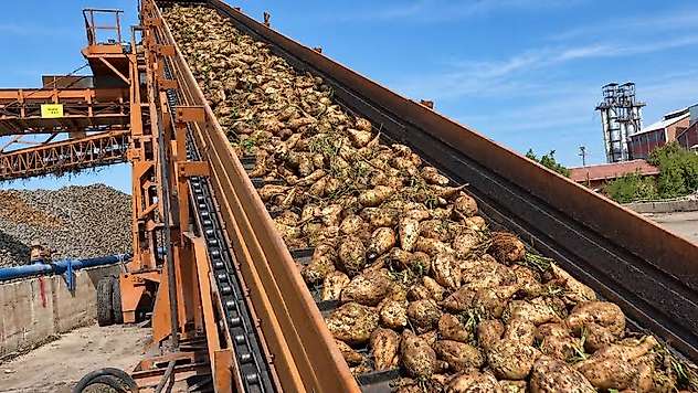 Şeker Pancarı Fiyatına Tepki: 'Maliyeti Karşılamıyor'