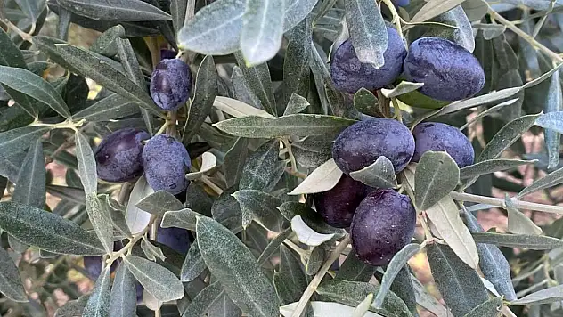 Sofralık zeytin ihracatında tarihi rekor