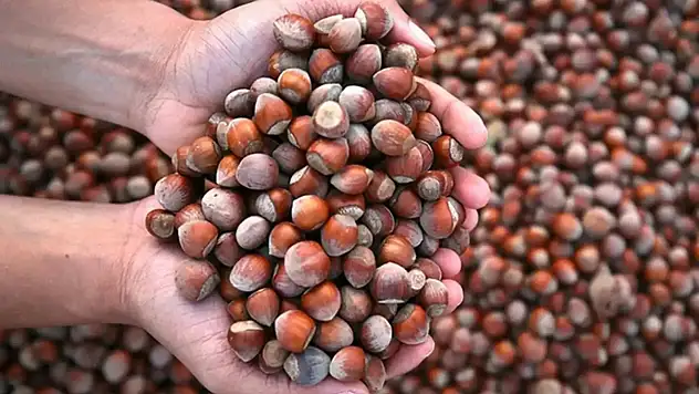 Soğuk Havaların Şifası Fındık, Fiyatı Cep Yakıyor