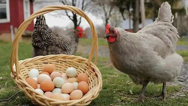 Şubatta tavuk eti üretimi yıllık bazda arttı