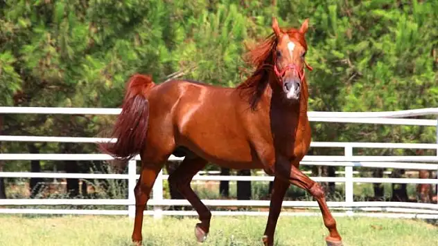 Sultansuyu'nda 26 Yılda 1587 Safkan Arap Atı Satıldı