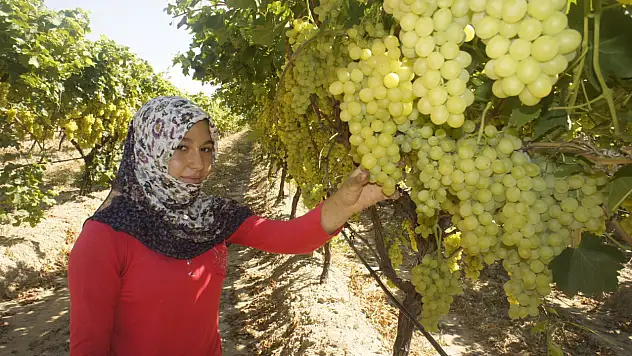 Superior Seedless çeşidi sofralık üzümün ihracat yolculuğu 16 Temmuz'da başladı