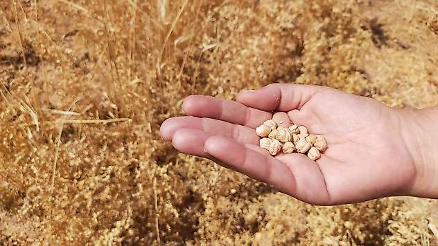 TAKE Projesiyle Ekilen Nohutlarda Hasat Başladı