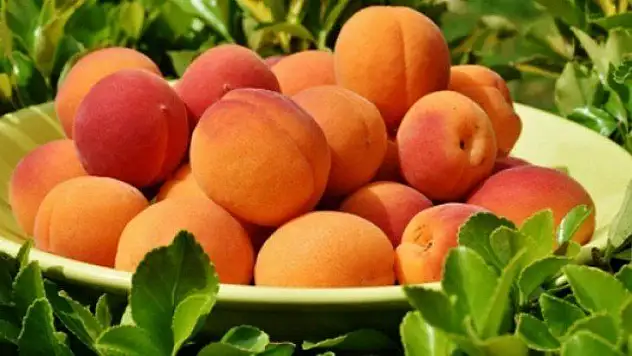 Tarihi Ana Şahitlik Edenlere Malatya Kayısısı İkram Edeceğiz