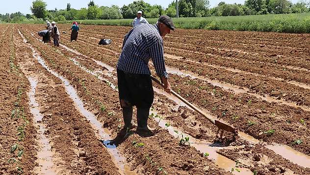 Tarım-ÜFE nisanda yıllık yüzde 42,53 arttı