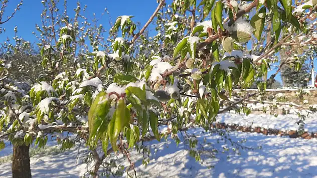 TARSİM'den zirai don açıklaması: En kısa sürede destek sağlanacak