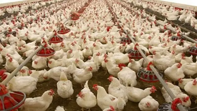 Tavuk eti üretimi 188 bin 613 ton, tavuk yumurtası üretimi 1,57 milyar adet olarak gerçekleşti