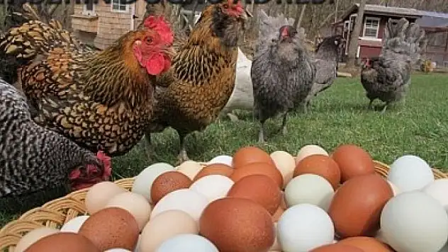 Tavuk eti üretimi 241 bin 782 ton, tavuk yumurtası üretimi 1,53 milyar adet olarak gerçekleşti