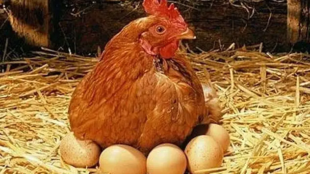 Tavuk Eti Üretimi Ağustos'ta Düştü, Yumurtada Küçük Artış Yaşandı