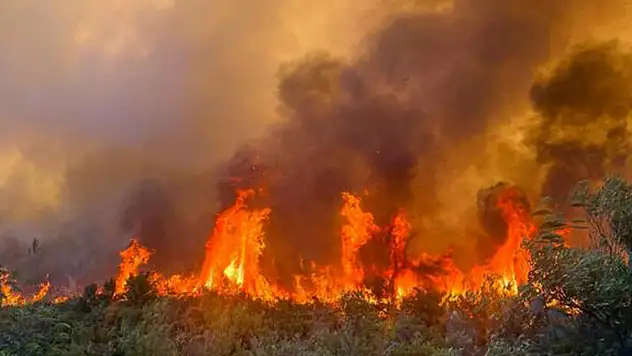 Tekirdağ'da orman yangını
