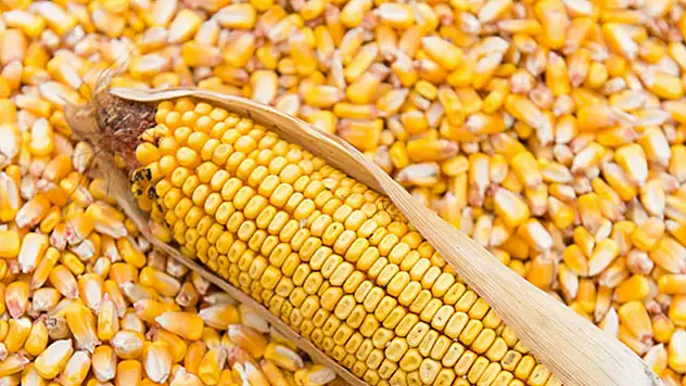 TİGEM, 1400 Ton İkinci Ürün Dane Mısırı İhaleyle Satışa Sunuyor