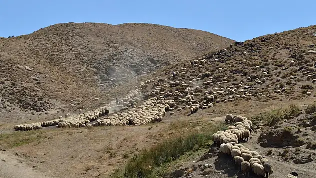 TİGEM 700 küçükbaş hayvanı açık artırmayla satışa sunacak