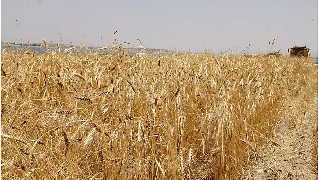 TİGEM'den 327 Ton Buğday Satışı: Açık Artırma 29 Ocak'ta