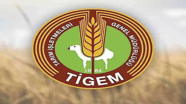 TİGEM'den 5 ton fıstık çamı kozalağı için ihale duyurusu