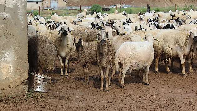 TİGEM'den 7 bin 350 baş küçükbaş için satış ihalesi