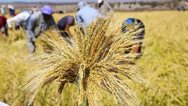 TMO'dan Çeltik Piyasasına Müdahale: Alımlar 26 Ocak'ta Başlıyor