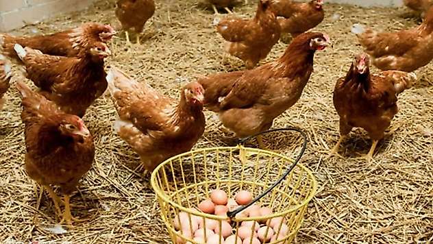 TÜİK Verileri Açıkladı: Tavuk Eti Üretimi 237 Bin Tonu Aştı