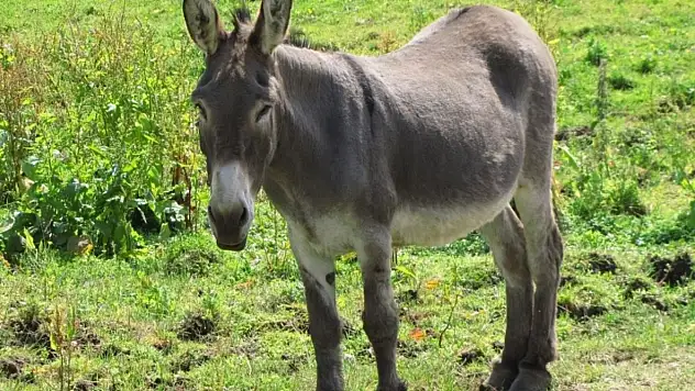 TÜİK verilerine göre Adıyaman'da 626 eşek yaşıyor