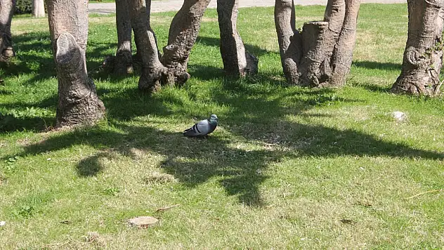 Ülke genelinde kavurucu sıcaklıklar devam ediyor