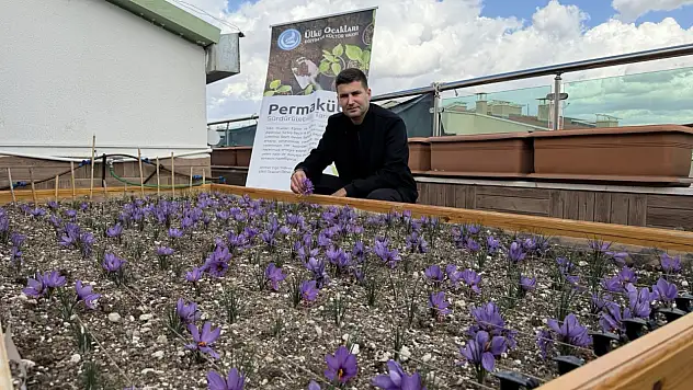 Ülkü Ocakları'ndan Örnek Proje: Terasta Safran Üretimi Başarıyla Tamamlandı