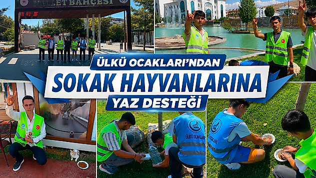 Ülkü Ocakları'ndan Sıcak Havada Sokak Hayvanlarına Anlamlı Destek
