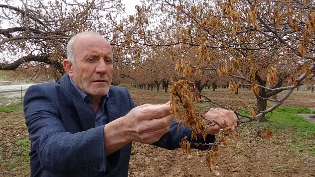 Üreticiler: Ağaçlarımız yandı meyve verene kadar masraflarımız karşılansın