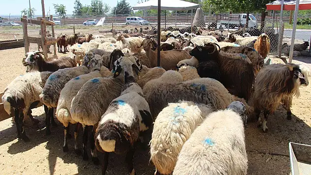 Vekaletle kurban kesim bedelleri açıklandı