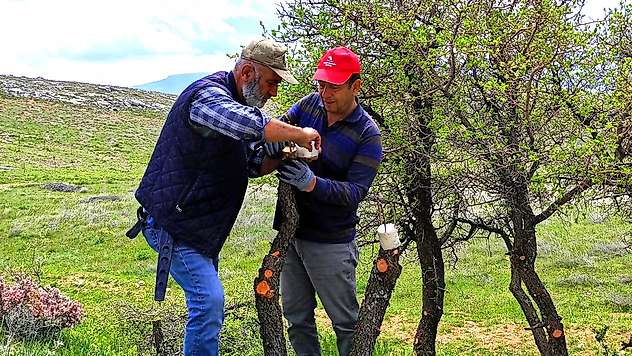 Yaban Ağaçları Aşıyla Meyveye Dönüştürülüyor