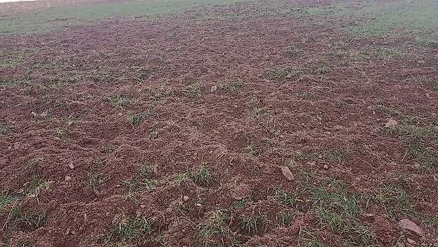 Yaban domuzu tehdidi Arıtoprak'ta üreticiyi zor durumda bıraktı