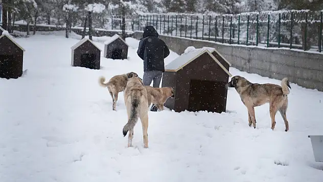 Yeni Hayvan Barınağı Hizmete Girdi