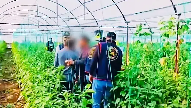 Yerlikaya: 7 yıllık cinayet firarisi sera bahçesinde yakalandı