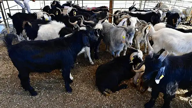 Yeşilyurt Belediyesi 41 Noktada Kurban Satış ve Kesim Yeri Belirledi