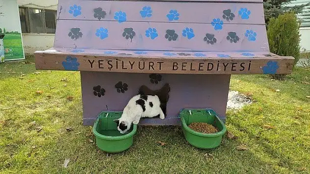 Yeşilyurt Belediyesi, Sokak Hayvanları İçin 'Kedi Ve Köpek Evleri' Projesini Başlattı