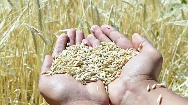 Yeşilyurt Belediyesi Tarımsal Üretim Ve Ar-Ge Sahasında Arpa Üretimi Hız Kazandı