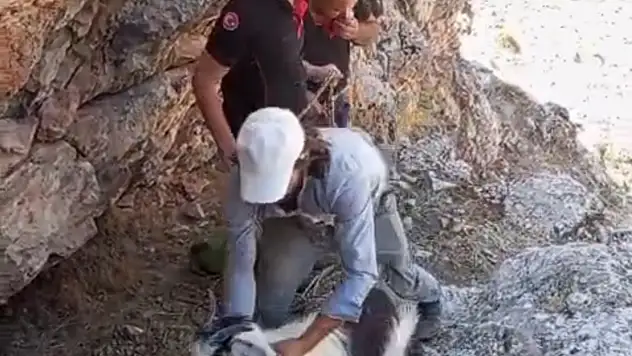 Yeşilyurt'ta mahsur kalan 4 keçi kurtarıldı
