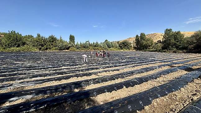 Akçadağ'da tarımsal üretime çilek katkısı