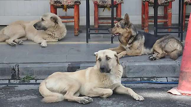 Derneklerden mama şirketlerine uzanan para trafiği incelemede