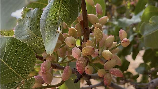 Doktorluktan Emekli Oldu, Köyüne Dönüp Fıstık Üretimine Başladı