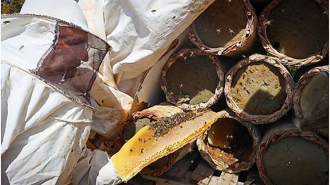 Pütürge'de 25 Yıllık Arıcılık Geleneği: 310 Kovandan Bal Hasadı